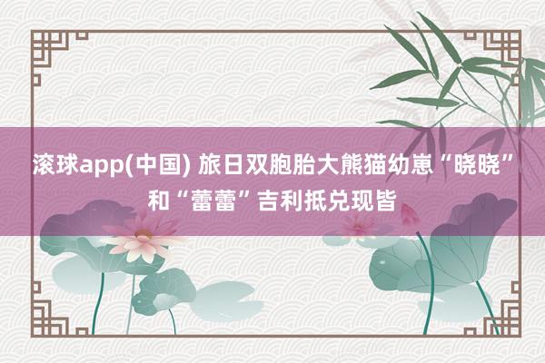 滚球app(中国) 旅日双胞胎大熊猫幼崽“晓晓”和“蕾蕾”吉利抵兑现皆