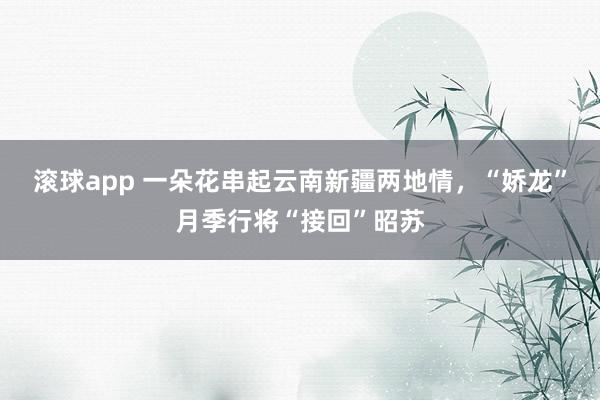 滚球app 一朵花串起云南新疆两地情，“娇龙”月季行将“接回”昭苏