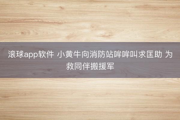 滚球app软件 小黄牛向消防站哞哞叫求匡助 为救同伴搬援军